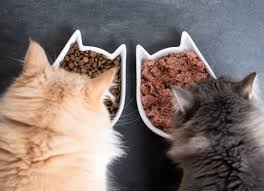 Cat Food